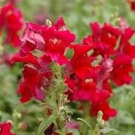 Red Antirrhinum Majus Flower Seeds for Planting Heirloom Non-GMO High Germination Organic Garden Seeds