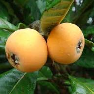 Loquat Seeds Organic Heirloom Non-GMO High Germination Organic Garden Seeds for Planting