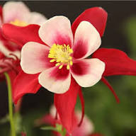 Red White Aquilegia Flower Seeds Heirloom Non-GMO High Germination Organic Garden Seeds