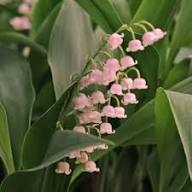 Snowdrop Flower Seeds Pink for Planting – Heirloom, Non-GMO, High Germination Organic Garden Seeds