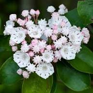 Kalmia Latifolia Flower Seeds White Heirloom Non-GMO High Germination Organic Garden Seeds for Planting