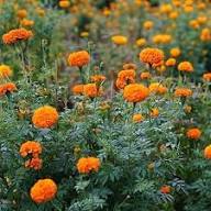 Yellow Tagetes Flower Seeds Heirloom Non-GMO High Germination Organic Garden Seeds