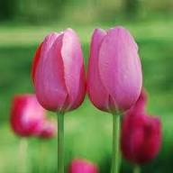 Pink Yellow Tulip Flower Seeds for Planting – Heirloom, Non-GMO, High Germination