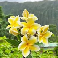 Yellow White Plumeria Flower Seeds for Planting | Heirloom Non-GMO Organic