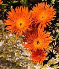 Orange Mesembryanthemum Flower Seeds – Heirloom, Non-GMO, High Germination Seeds