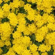 Yellow Alyssum Montanum Flower Seeds for Planting – Heirloom, Non-GMO, High Germination Organic Garden Seeds