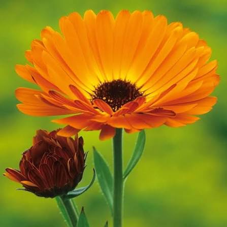 Orange Calendula Flower Seeds for Planting – Heirloom Non-GMO Garden Seeds for Home Gardens