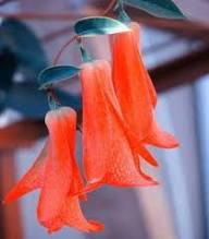 Red Lapageria Flower Seeds – Heirloom, Non-GMO, High Germination Seeds