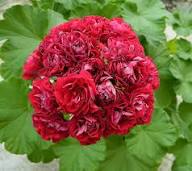 Red Geranium Appleblossom Flower Seeds – Heirloom Non-GMO High Germination Organic Garden Seeds for Planting