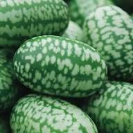 Taschenmelonen-Samen grün – Alte Sorte, gentechnikfrei, hohe Keimfähigkeit, Bio-Gartensamen zum Pflanzen