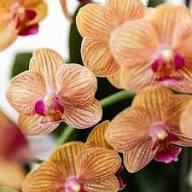 Yellow Red Phalaenopsis Flower Seeds – Heirloom, Non-GMO, High Germination Organic Seeds