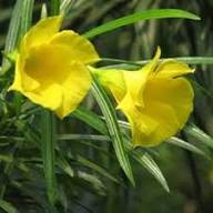 Yellow Coronilla Coronata Flower Seeds – Heirloom, Non-GMO, High Germination Organic Garden Seeds