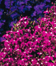 Lobelia Regatta Pink Flower Seeds – Heirloom Non-GMO High Germination Organic Garden