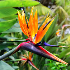 Rush Leaf Bird of Paradise (Strelitzia juncea) flower seeds for planting, heirloom non-GMO tropical garden seeds growing naturally at home
