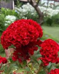 Roter Federbusch (Celosia) Blumensamen zum Pflanzen – Erbstück, gentechnikfrei, keimstark, Bio-Gartensamen