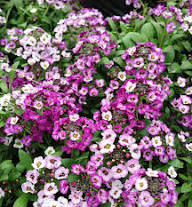 Purple Alyssum Flower Seeds Heirloom Non-GMO High Germination Organic Garden Seeds for Planting
