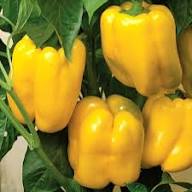 Capsicum Seeds – Heirloom Non-GMO High Germination Organic Garden Seeds