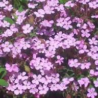 Pink Saponaria Ocymoides Flower Seeds – Heirloom Non-GMO High Germination Organic Garden Seeds