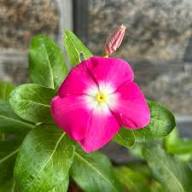 Periwinkle Flower Seeds Red Heirloom Non-GMO High Germination Organic Garden Seeds for Planting