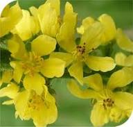 Yellow Agrimony Flower Seeds – Heirloom, Non-GMO, High Germination