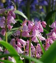 Pink Hyacinthoides Flower Seeds – Seeds for Planting, Heirloom, Non-GMO, High Germination Organic Garden Seeds