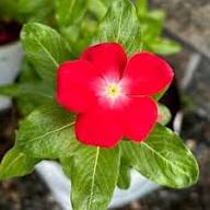 Red Vinca Flower Seeds – Heirloom Non-GMO High Germination Organic Garden Seeds