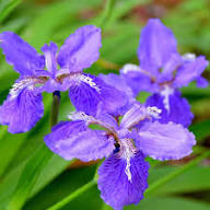 Semillas de flores de crisógrafos violetas – Semillas orgánicas de jardín, reliquia, sin OMG y de alta germinación