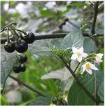 Black Nigrum Berry Seeds Heirloom Non-GMO High Germination Organic Garden Seeds for Planting