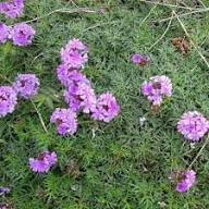 Purple White Verbena Flower Seeds Heirloom Non-GMO High Germination Organic Garden Seeds for Planting