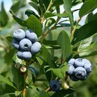 Blueberry Fruit Seeds for Planting – Delicious Berry Harvests Heirloom Non-GMO Organic Garden Seeds High Germination Seeds for Planting Seeds for Planting