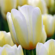 Yellow White Tulip Turkestanica Seeds for Planting | Heirloom Non-GMO Organic