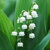 White Bell Orchid Flower Seeds – Heirloom, Non-GMO, High Germination Organic Garden Seeds for Planting