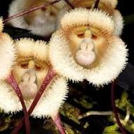 White Dracula Simia Flower Seeds Heirloom Non-GMO High Germination Organic Garden Seeds for Planting