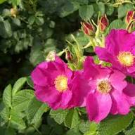 Rugosa Rose Flower Seeds for Planting – Heirloom, Non-GMO, High Germination Organic Garden Seeds