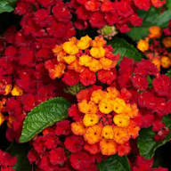 Rare Red Lantana Flower Seeds Heirloom Non-GMO High Germination Organic Garden Seeds for Planting