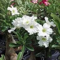 New Adenium Flower Seeds White Heirloom Non-GMO High Germination Organic Garden Seeds