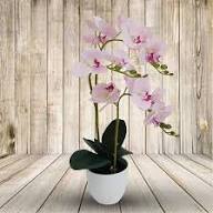 White Orchid Seeds Heirloom Non-GMO High Germination Organic Garden Seeds for Planting