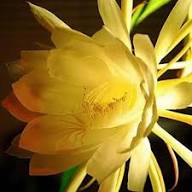 Epiphyllum Yellow Flower Seeds – Heirloom Non-GMO High Germination Organic Seeds