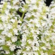 White Ajuga Flower Seeds – Heirloom, Non-GMO, High Germination Organic Garden Seeds for Planting
