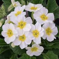 Primrose Flower Seeds White for Planting – Heirloom Non-GMO High Germination Organic Garden Seeds