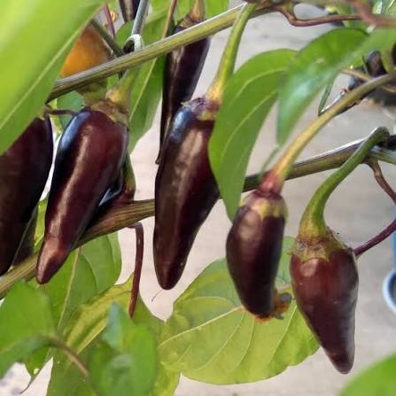 Purple Serrano Pepper Seeds for Planting – Heirloom Non-GMO Vegetable Garden Seeds