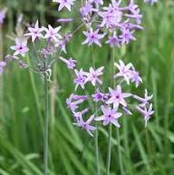 Pink Tulbaghia Flower Seeds Heirloom Non-GMO High Germination Organic Garden Seeds for Planting