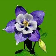 Violet Aquilegia Flower Seeds – Heirloom Non-GMO High Germination Organic Garden Seeds