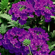 Purple Trachelium Flower Seeds Heirloom Non-GMO High Germination Organic Garden Seeds for Planting