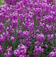 Semillas de Alhelí Morado (Erysimum Cheiri) – Tradicionales, sin OMG, de Alta Germinación para Jardín Orgánico
