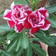 Red White Adenium Flower Seeds Heirloom Non-GMO High Germination Organic Garden Seeds