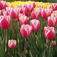 Pink Tulip Flower Seeds for Planting – Heirloom, Non-GMO, High Germination
