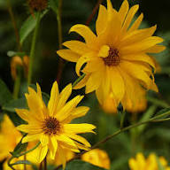Yellow Helianthus Maximiliani Flower Seeds – Heirloom Non-GMO High Germination Organic Seeds