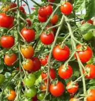 Tamarillo Seed Red – Heirloom, Non-GMO, High Germination Organic Garden Seeds for Planting
