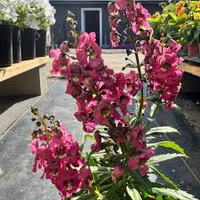 Pink Angelonia Serenita Flower Seeds for Planting – Heirloom, Non-GMO, High Germination Organic Garden Seeds
